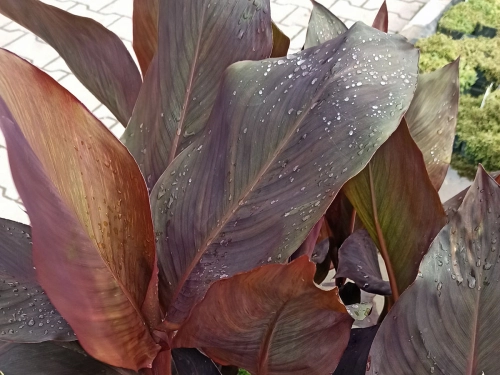 XXL Blumenrohr - Canna glauca indica